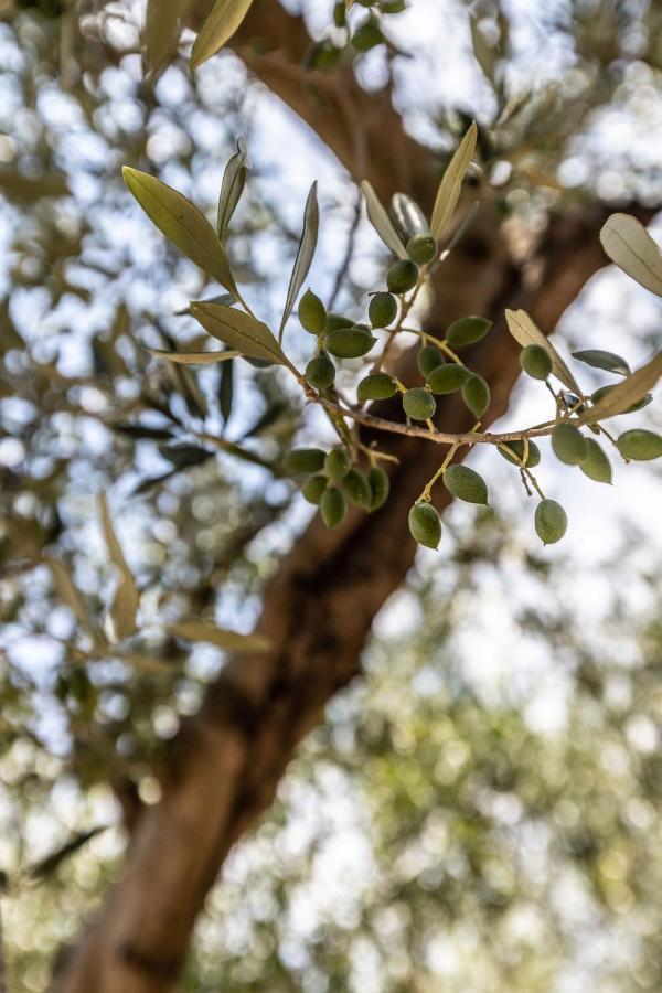 דירות Mavrovoúnion Pansion Artemis מראה חיצוני תמונה